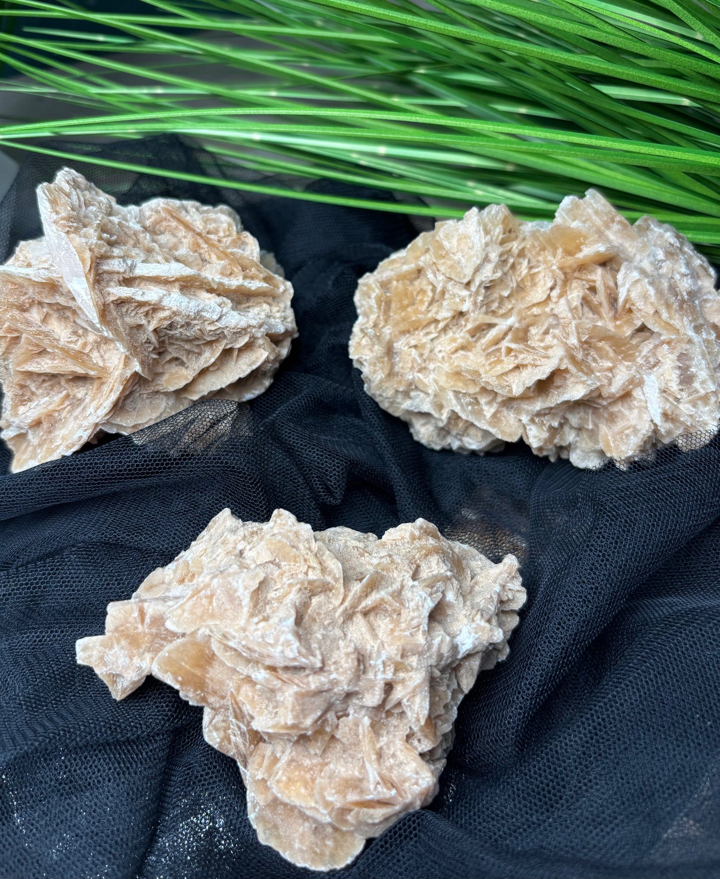 Tunesische Sandrosen