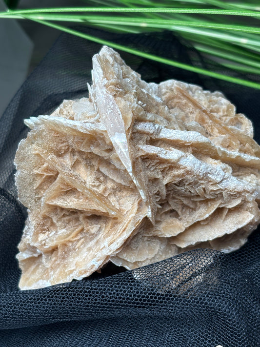 Tunesische Sandrosen