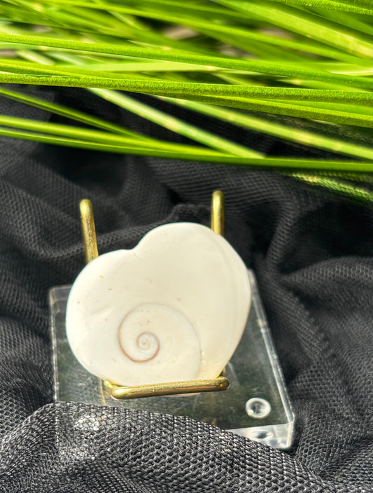 Shiva Muschel – Shiva Eye