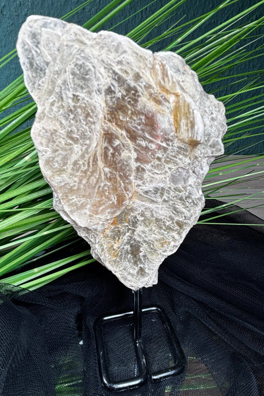 Golden Mica auf Stand – 18 cm