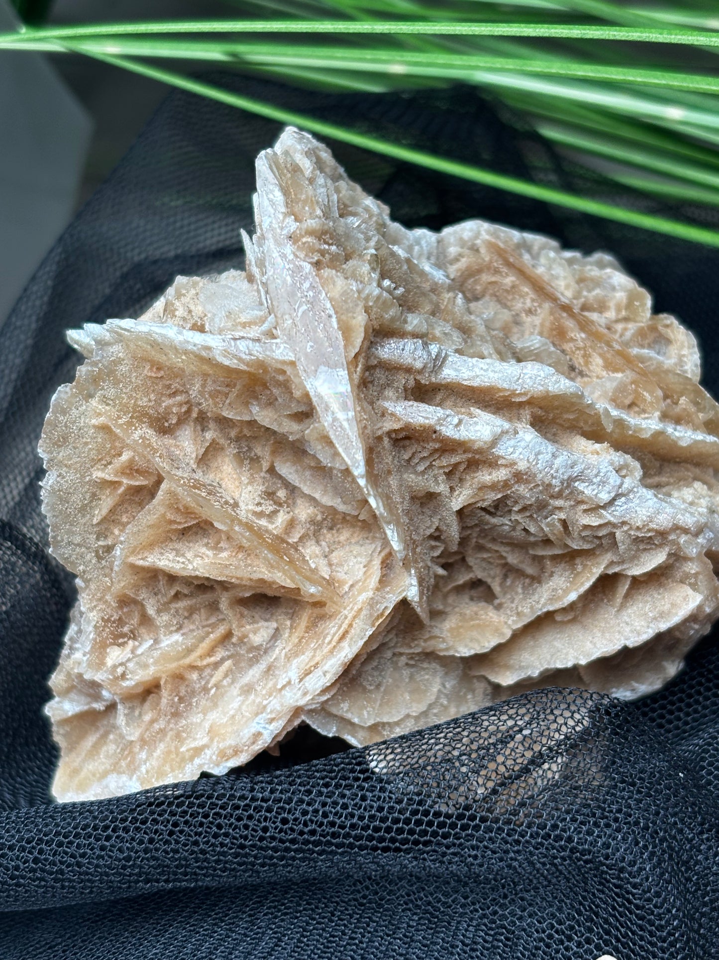 Tunesische Sandrosen