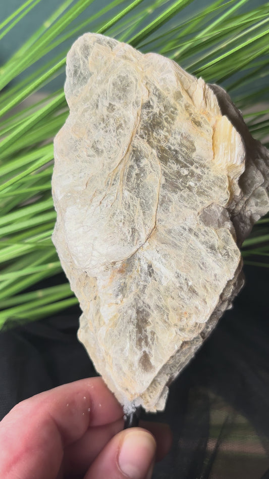 Golden Mica auf Stand – 18 cm